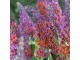 Letnji jorgovan - Budleja Weyera Flower Power slika 2