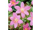 Letnji krokus roze - Zefirantes
