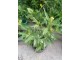Liander grcki zuti- 10 semena slika 1