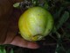Limun krastavac, seme 8 komada slika 2
