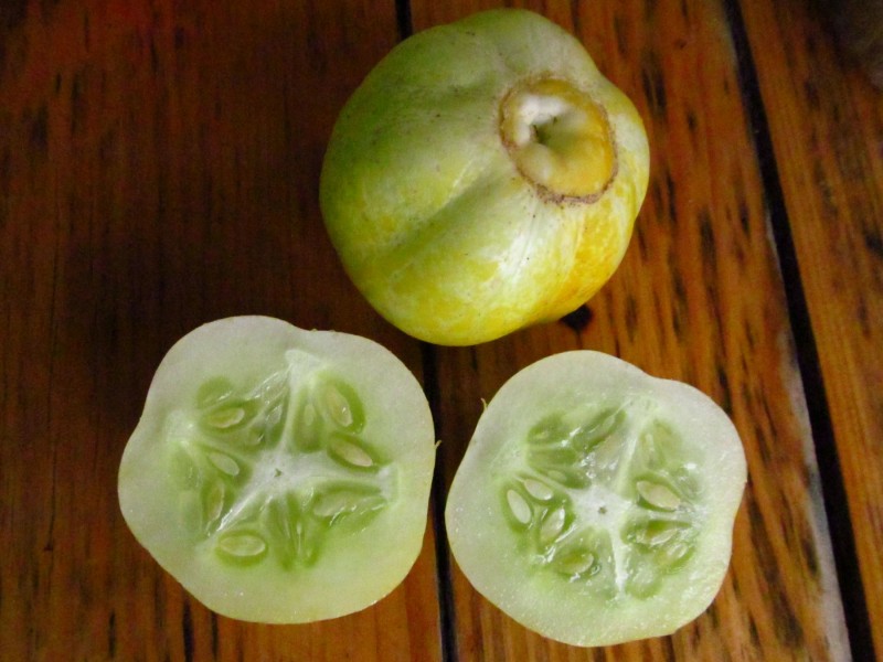 Limun krastavac, seme 8 komada