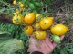 Limun paradajz, seme 10 komada slika 2