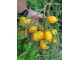 Limun paradajz, seme 10 komada slika 1
