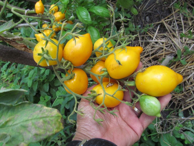 Limun paradajz, seme 10 komada