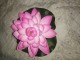 Lotus ukras, veći slika 1