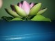 Lotus ukras, veći slika 2