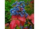 Mahonija (Berberis aquifolium) ukrasni zbun 50 semena slika 3