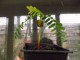 Mala biljka tamarinda, sadnica slika 1