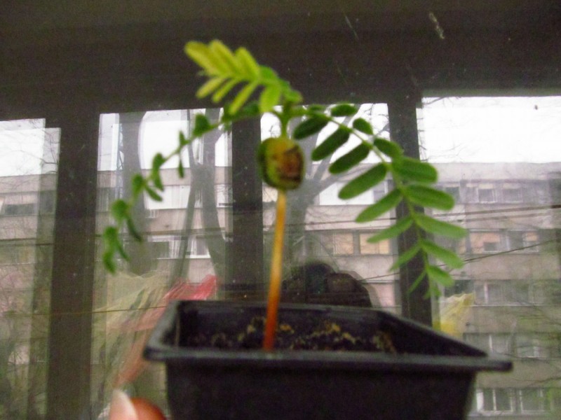 Mala biljka tamarinda, sadnica