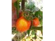 Mandarina paradajz, seme 10 komada slika 1