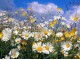 Margareta ( Margherita ) - Chrysanthemum leucanthemum slika 1