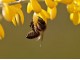 Matični mleč ~ Bee Power  50 kapsula slika 3