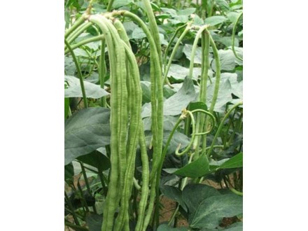 Metarska boranija (35 semena)