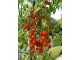 Mikro cherry (seme) - Heirloom stara sorta paradajza! slika 1