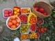 Miks semena starih sorti paradajza, 50 komada slika 1