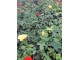 Mini ruže - zasadjene sadnice slika 2
