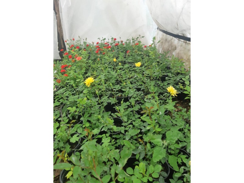 Mini ruže - zasadjene sadnice