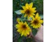Mini suncokret `Bambino`, 10 semena slika 1