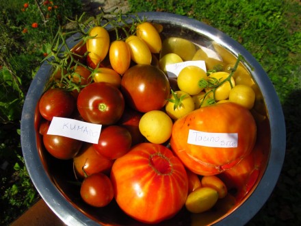 Mix 4 sorte paradajza, seme 15 komada