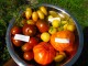 Mix 4 sorte paradajza, seme 15 komada slika 1