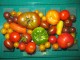 Mix starih sorti paradajza Heirloom (seme) slika 3