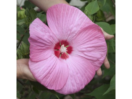 Močvarni hibiscus Pink - Hibiscus moscheutos 1 GOD.