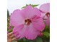 Močvarni hibiscus Pink - Hibiscus moscheutos 1 GOD. slika 2