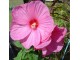 Močvarni hibiscus Pink - Hibiscus moscheutos 1 GOD. slika 3