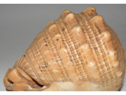 Morska školjka, 12cm