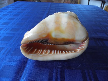 Morska školjka, 13cm