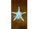 Morska zvezda slika 1