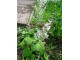 Muskatna žalfija, Salvia sclarea, seme 30 komada slika 1
