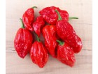 Naga Morich - Chili pepper 20 semenki