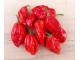 Naga Morich - Chili pepper 20 semenki slika 1