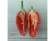 Naga Morich - Chili pepper 20 semenki slika 2