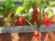 Naga Morich - Chili pepper 20 semenki slika 3