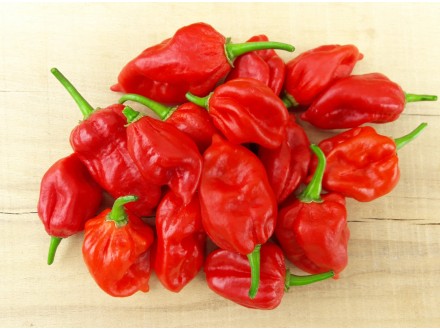 Nagabon - Chili pepper 20 semenki