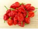 Nagabon - Chili pepper 20 semenki slika 1