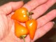 Narandžaste ljute papričice, stara sorta, seme 10komada slika 1