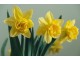 Narcis lukovice (pun cvet) 2023. slika 1