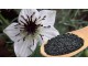 Nigella sativa (seme) Čurukot Crni kumin slika 1