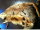 Okovratnik-lisica slika 1