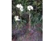 Oleander beli cvet - Nerium oleander slika 2