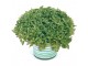 Origanum vulgare - Origano (100 semenki) slika 1