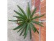 Pachypodium lamerei (Madagaskarska palma) slika 3
