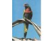 Papagaj RAINBOW LORIKEET - Australian - kolekcionarski slika 1