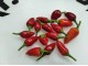 Papricica Crvena saksijska ljuta 100 semena slika 2