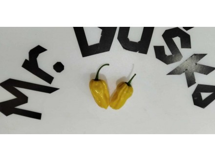 Papričica čili Bhut Jolokia Yellow 15 semena