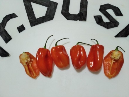 Papricica cili -Habanero orange 30 semena