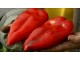Paprika Dukat pravo seme domaće organsko nije hibrid slika 1